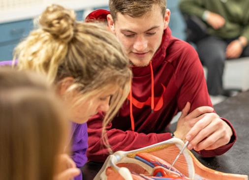 two students work with anatomy model
